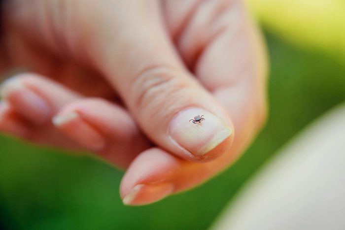 An American tick on a person's fingernail - Keep ticks away from your home with Forest Pest Control in FL