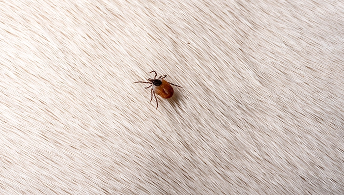 A close up of a tick on an animals fur - Keep ticks away from your home with Forest Pest Control in FL