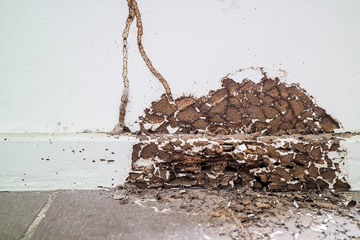 Termite damage to a wall in a home - Keep termites away form your home with Forest Pest Control in FL