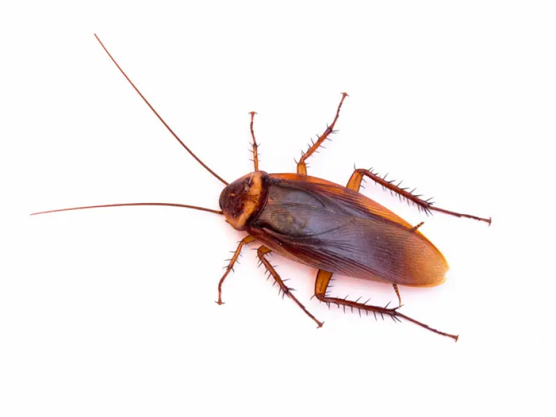 Cockroach Closeup.webp