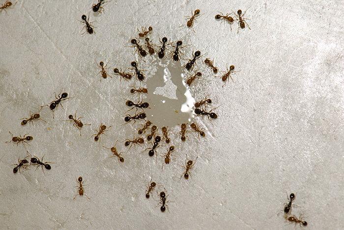 Argentine ants, small ants in Florida, sip water off a bathroom floor in volusia county home