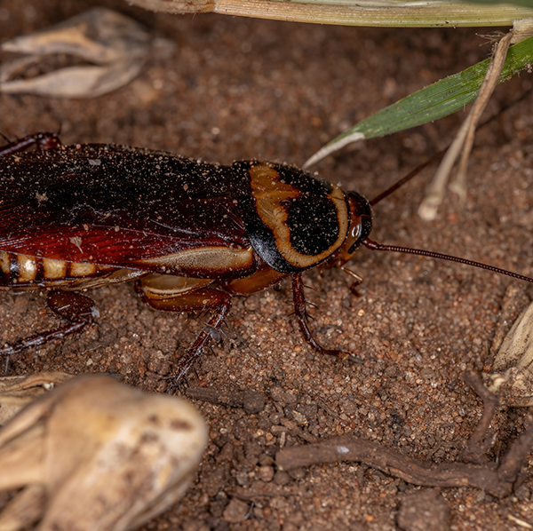 Australian Cockroach