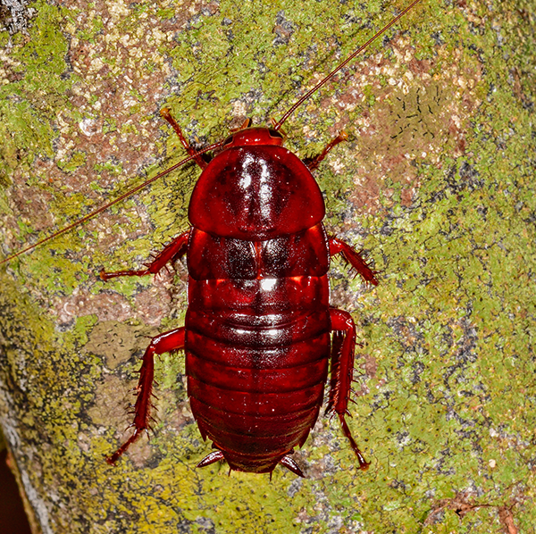 Florida woods cockroach