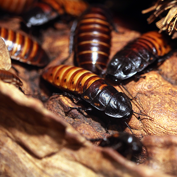 Madagascar Hissing Cockroaches