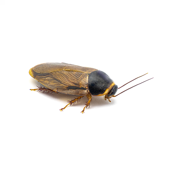 Surinam cockroach