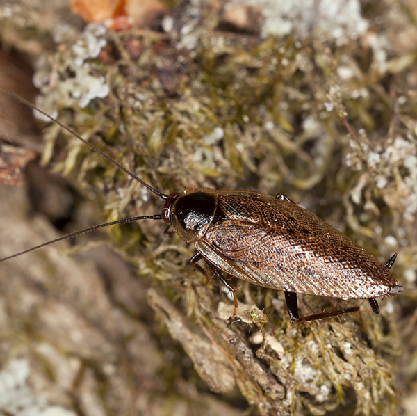 Tawny Cockroach