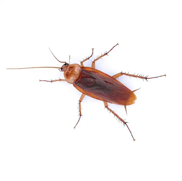 American cockroach