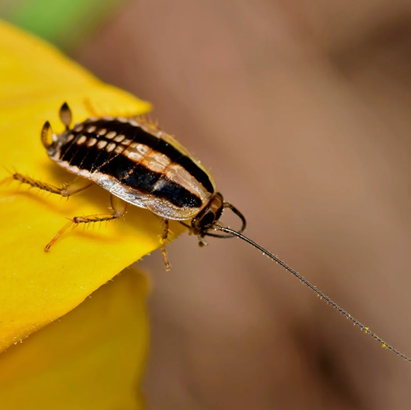 Asian cockroach