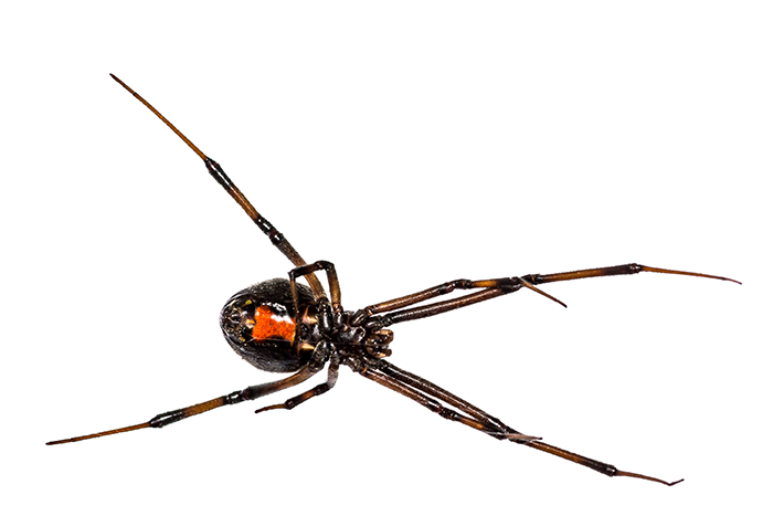 close up of black widow spider on white background