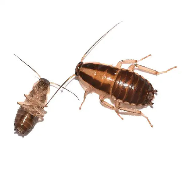 German Cockroach