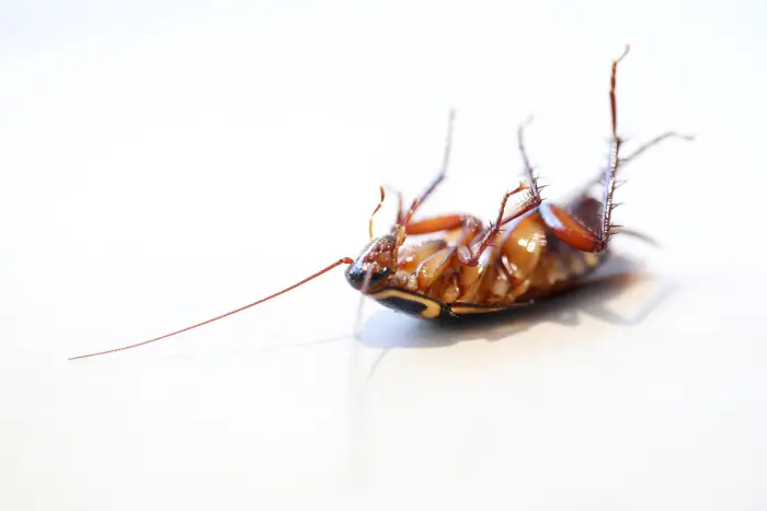 A Closeup, Macro 3 Quarter View of a Dead or Dying German Cockroach Pest Laying on Its Back. Isolated Against a Plain White Background.