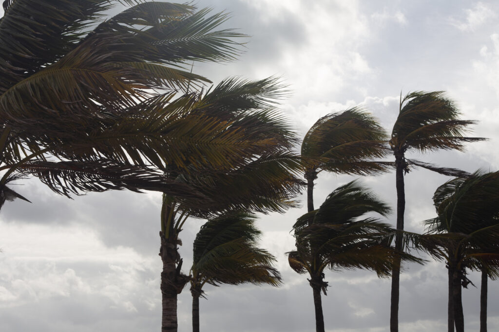 Palm Trees in the wind before a storm