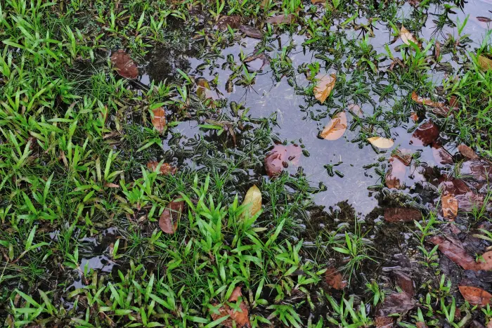 Pool of Stagnant Water Perfect Breeding Ground for Mosquitoes - Drying Water is a Big Part of How to Prevent Mosquitoes After Rain