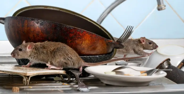 Two brown rats standing on dishes in a cluttered kitchen sink. Keeping your home clean is an important part of keeping pests under control during fall and winter