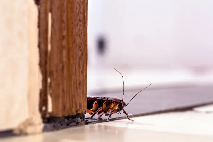 A Cockroach Standing in a Doorway. Roaches Are Hardy Pests That Can Be Exterminated With Help From The Forest Pest Control Team.