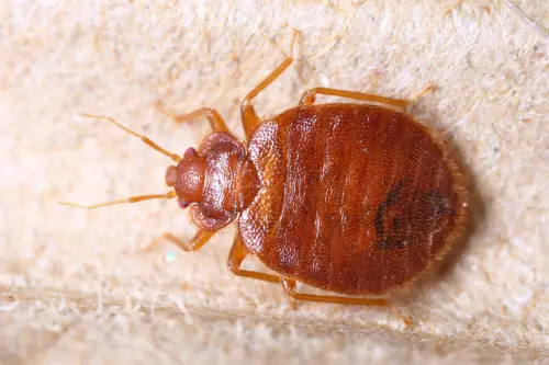 A bright reddish-brown bedbug on a cardboard background. The best way to make sure these pests stay away is through bedbug control services from Forest Pest Control.