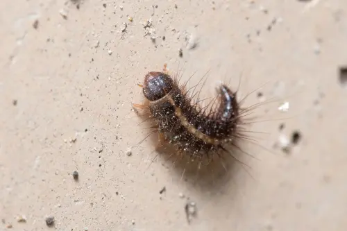 A Carpet Beetle Larvae (Anthrenus Verbasci) Climbs a Concerte Wall on a Sunny Day