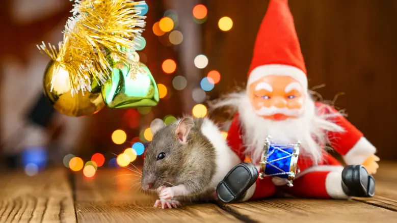 A gray and white rat sitting on the floor of a home beside a Santa Claus ornament. Holiday pest control from Forest Pest Control can prevent pest infestation.