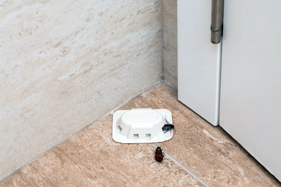 A close-up view of a cockroach trap on the floor with dead roaches around it