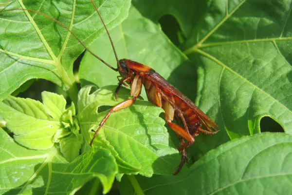 american cockroach, sometimes called "palmetto bug," in central florida woods