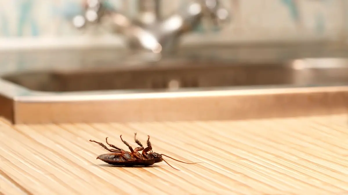 Dangers of Cockroaches | Cockroach Exterminators in FL