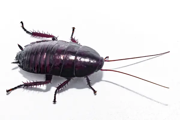 closeup of a florida woods cockroach, a species sometimes called the "palmetto bug"