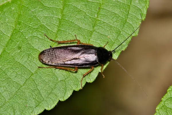 smoky brown cockroach, a species sometimes called "palmetto bug," in a florida backyard