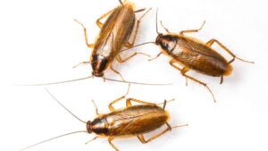 Three German cockroaches on a flat white background.