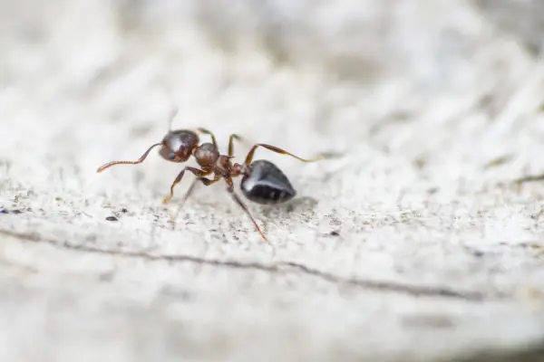 closeup of worker acrobat ant, one of the most common types of ants in florida