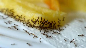 A group of small black ants gathered around food.