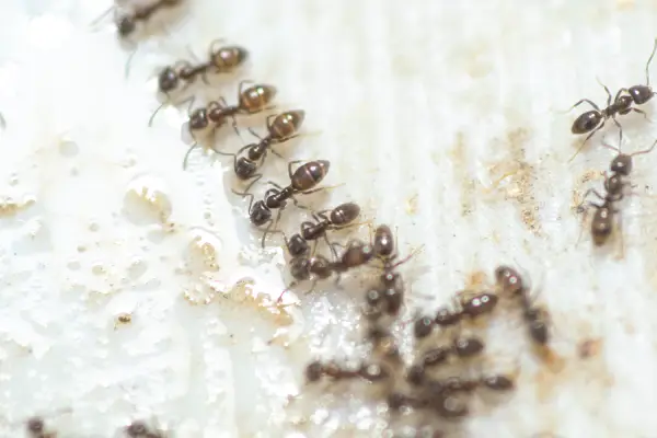 group of argentine ants, one of the most common types of ants in florida, drinking water