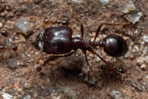 closeup of big-headed ant, one of the most common types of ants in florida