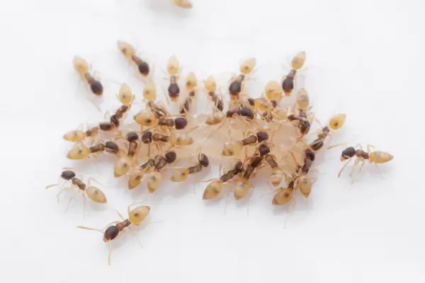cluster of ghost ants, one of the most common types of ants in florida, consuming liquid in kitchen