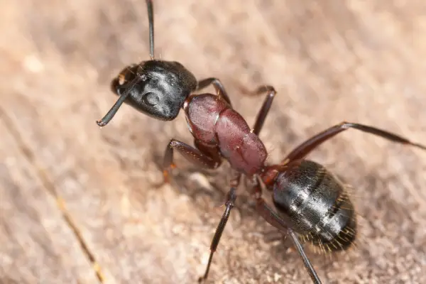close up of carpenter ant, one of the most common types of ants in florida, on a wooden surface