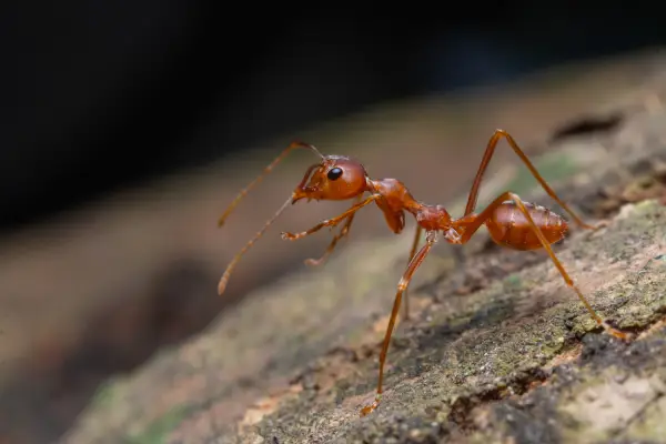 close up of fire ant, one of the most common types of ants in florida