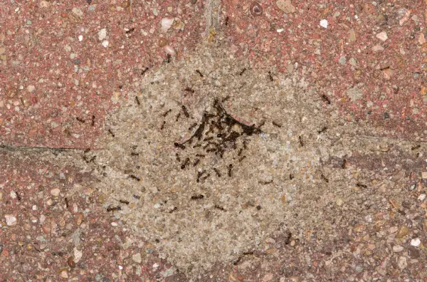 colony of pavement ants, one of the most common types of ants in Florida