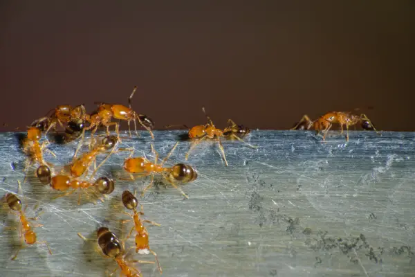 pharaoh ants, one of the most common types of ants in florida, rummaging for food