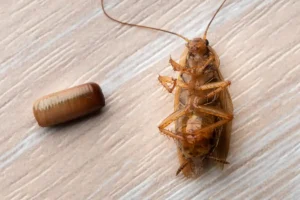 A dead cockroach lying next to a cockroach ootheca, or egg case.