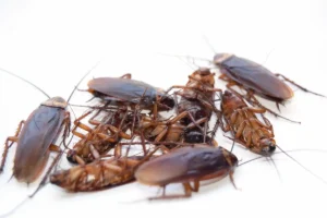 A swarm of German roaches on a flat white background.