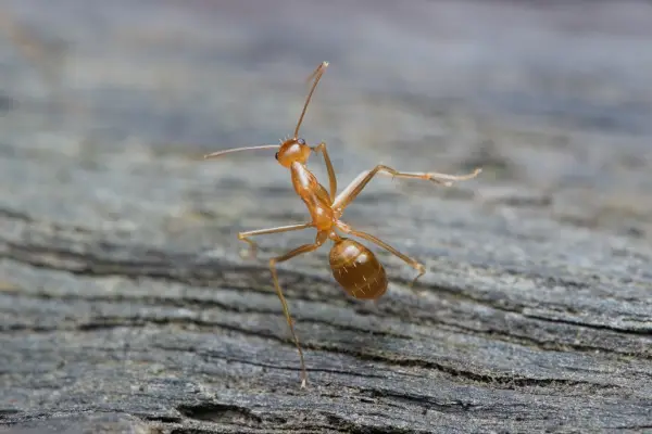 tawny crazy ant, one of the most common ants in florida, climbing wood and looking for food