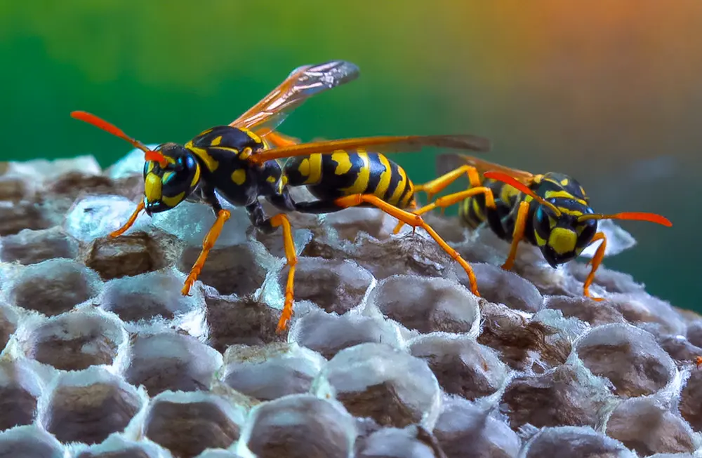 paper wasps on a honey comb