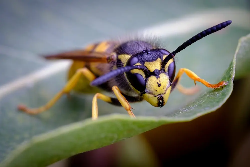 closeup of a yellow jacket on a leaf