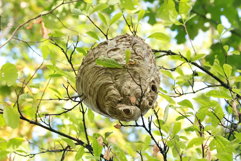 wasp nest in a tree