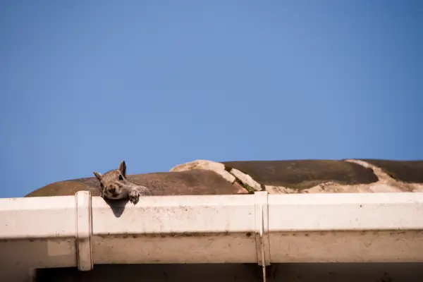 squirrel watching from gutter above after taking residence in attic of florida home