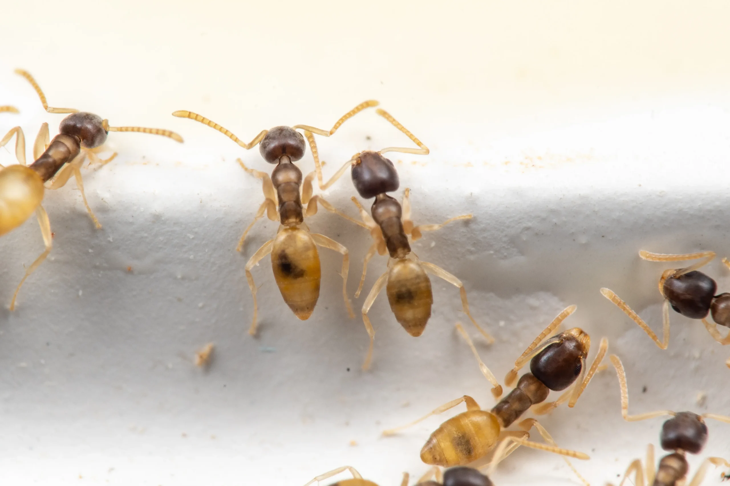 Ghost ants on a white plaster background.