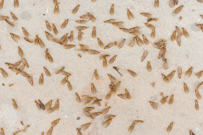A high-angle, close-up shot of numerous winged termites (swarmers) scattered across a light beige, textured concrete or stone surface.