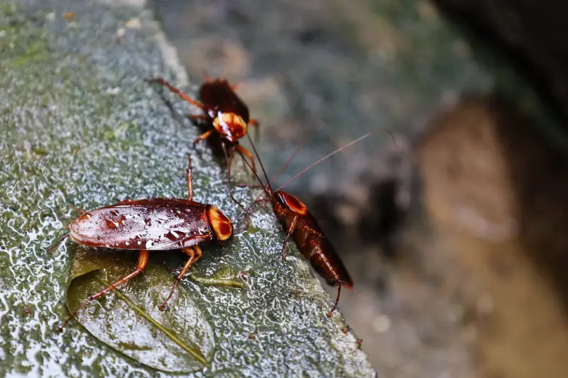 three american cockroaches in florida park on a wet, humid day