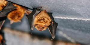 Wide shot of a brown bat with dark folded wings roosting alongside other bats under a grey concrete overhang.