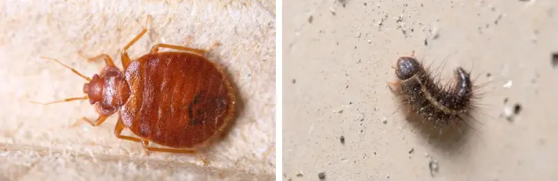 Bed bugs are often confused for carpet beetles. Find out the key differences in this guide by the experts at Forest Pest Control.