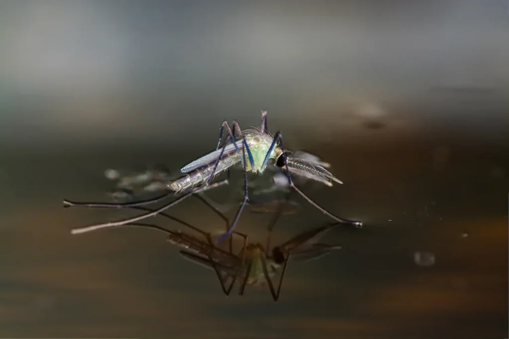 Florida mosquito on the surface of water